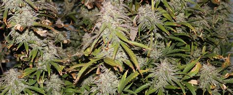 Where to Buy the Best Banana Kush Seeds Online - 10Buds