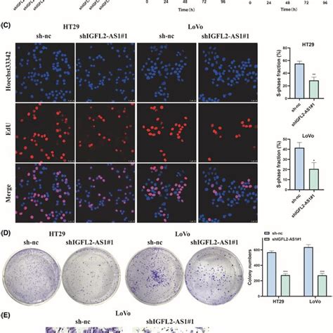 Igfl2‐as1 Knockdown Inhibits Crc Cell Growth Migration And Invasion