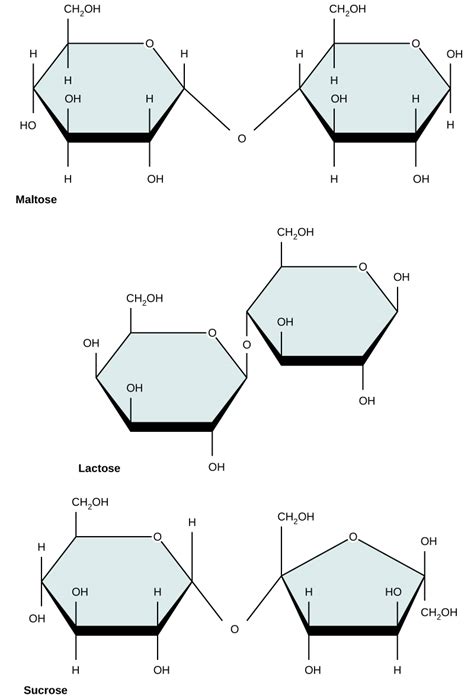 Structure And Function Of Carbohydrates Biology For Majors I