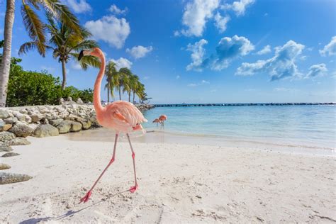 Aruba um paraíso a perder de vista Segue Viagem