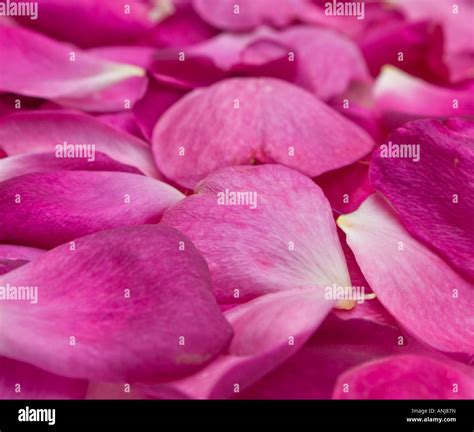 Rose Petals Hi Res Stock Photography And Images Alamy