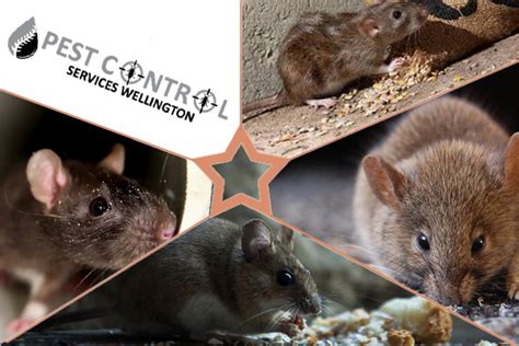 Important Things You Should Know About Rodent Control Pest Control