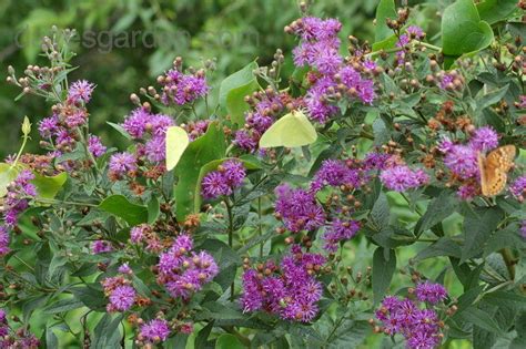 PlantFiles Pictures Vernonia Species Giant Ironweed Tall Ironweed