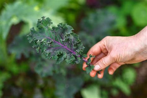 Kale Spacing: How Far Apart to Plant | Gardener's Path