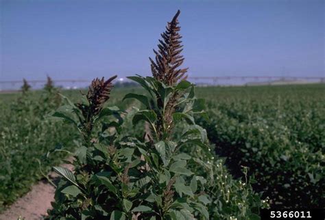 Pigweed Genus Amaranthus