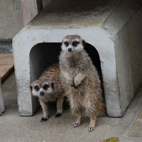 千葉県市川市・動植物園・ミーアキャット 動物 無料写真素材 あみラボ