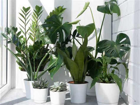 Las mejores plantas recomendadas para jardines pequeños consejos y