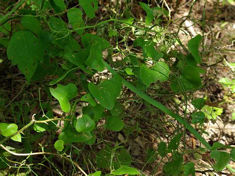 Rough Green Snake A Vine Dfw Urban Wildlife