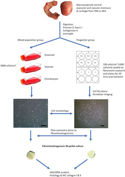 Frontiers Phenotypic Characterization Of Regional Human Meniscus