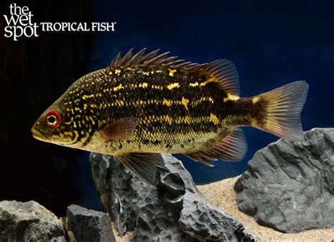 Hephaestus habbemai - Tropical Freshwater Fish For Sale Online