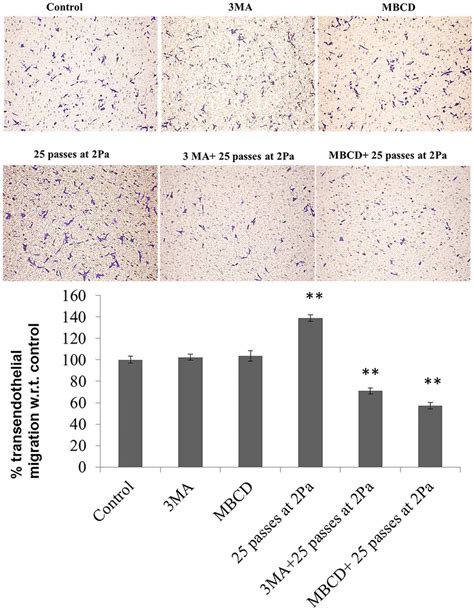 Transendothelial Migration Assay To Assess The Dependence Of Hela Cell Download Scientific