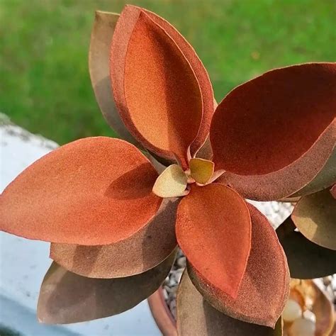 Kalanchoe Orgyalis Copper Spoons Forest Field