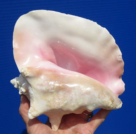 Conch Shell