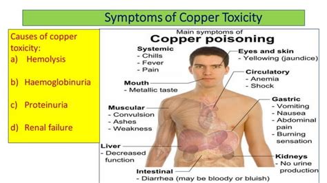 Copper Metabolism And Its Clinical Significance Ppt