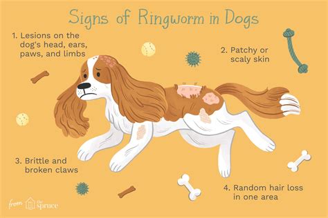 What Can Be Mistaken For Ringworm In Dogs at Kathy Carter blog