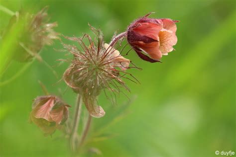 Vroege Vogels Foto Planten Knikken Maar