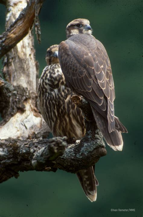 Saker falcon | Атлас на гнездящите птици в България