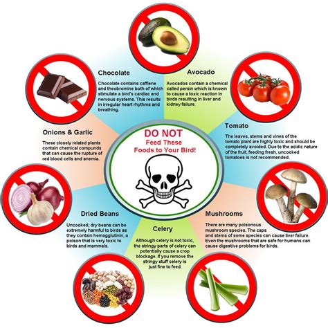 Keep Your Parrots Away From These Toxic Foods For Birds Birds Coo