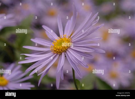 Purple Aster Flower Stock Photo - Alamy