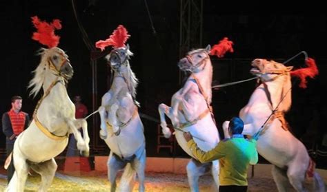 Types of circus animals - Remember Animals