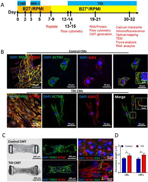 Enhancement Of Human Ipsc Derived Cardiomyocyte Maturation By Chemical