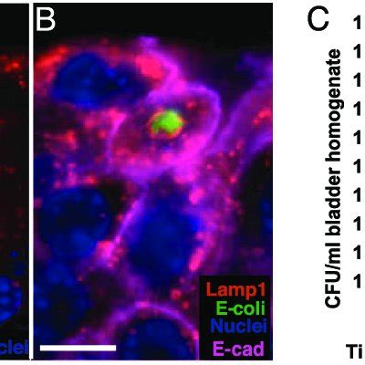 Reemergence Of Intracellular UPEC After Initiation Of Epithelial