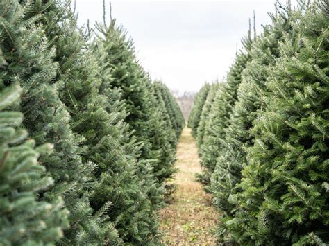 CDMX 5 lugares para cortar tu árbol de Navidad natural sin dañar los