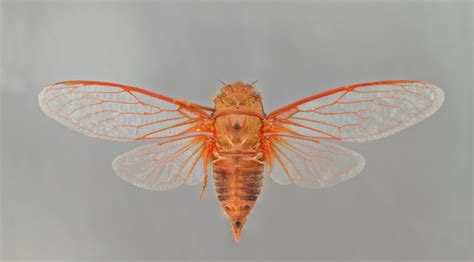 7 things you didn't know about cicadas