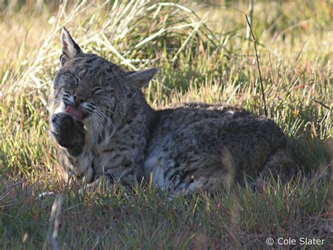 Coles Trail Tales Tennessee Valley Bobcat Encounter 3111