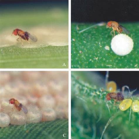 Trichogramma On Eggs Of Agricultural Pests A D Saccharalis B H Download Scientific