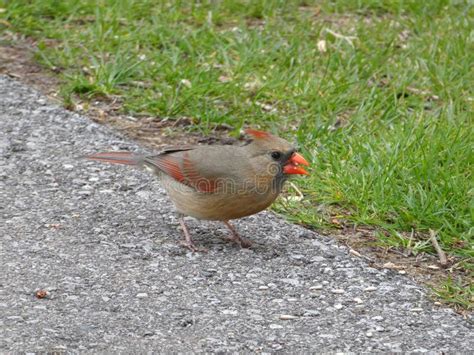 Female Cardinal Bird stock image. Image of animal, bird - 219904035