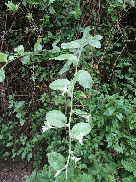 Proustia pyrifolia from Concepcion Bío Bío Chile on October 17 2022