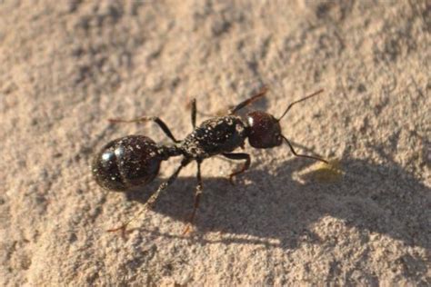 Tipos de hormigas 10 Especies Características y FOTOS