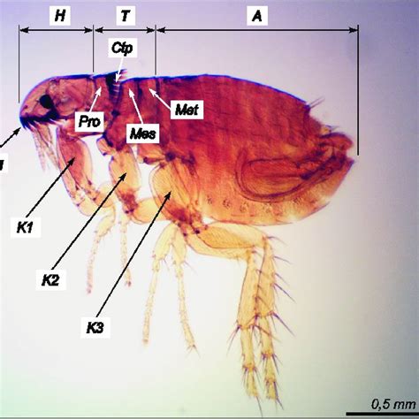 General Morphology Of Adult Ctenocephalides Spp Fleas Н Head Т