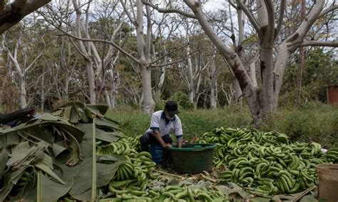 A banana price crunch is hitting banana farmers and workers hard. Fairtrade’s Silvia Campos ...