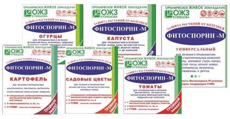 Фитоспорин для огурцов: особенности препарата и его применения