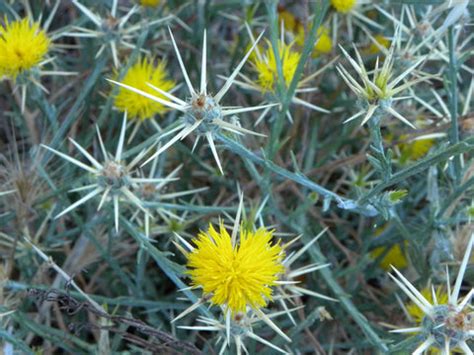 Organic control of Yellow Star Thistle – Redwood Seeds