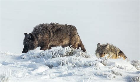 Two Wolves Kill 176 Sheep In One Night Near Idaho Falls