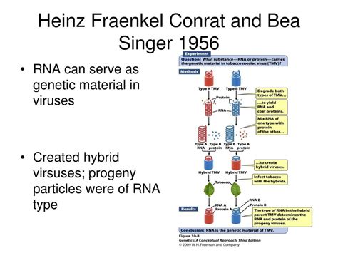 PPT Chapter 10 DNA The Chemical Nature Of The Gene PowerPoint