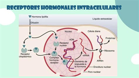 Intro Al Sistema Endocrino Y La Farmacologia Endocrina Ppt Descarga