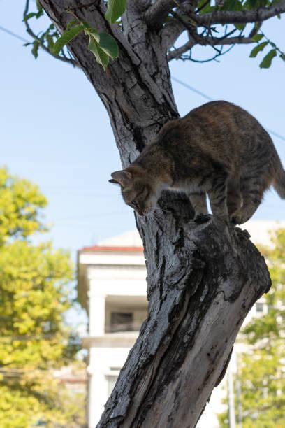 290+ Cat Jumping High Stock Photos, Pictures & Royalty-Free Images - iStock