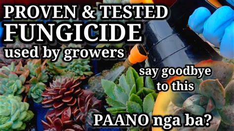 Fungicide For Our Succulents And Plants Part 2 Paano At Kelan Dapat Mag Spray Youtube