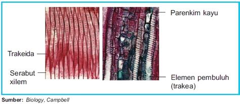 Struktur dan Fungsi Jaringan Xilem dan Floem pada Tumbuhan
