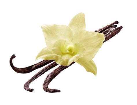 Vanilla Flower Transparent PNG StickPNG