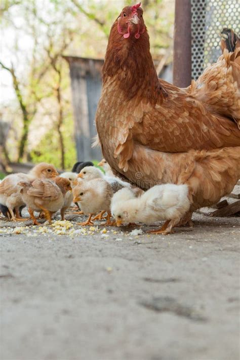 Ci Rrese Encima De Los Polluelos Amarillos En El Piso Peque Os Pollos