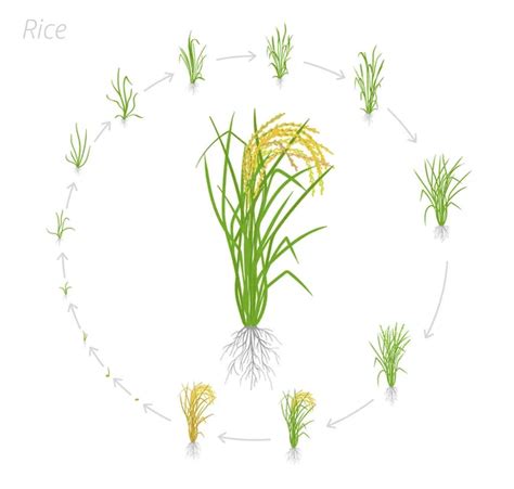 Circular Life Cycle Of Rice Growth Stages Of Rice Plant Rice Increase Phases Vector