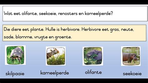 Wilde Diere 3 Herbivore En Karnivore Youtube