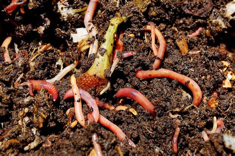 Worm Composting - Recycling Basics - Benefits of Recycling