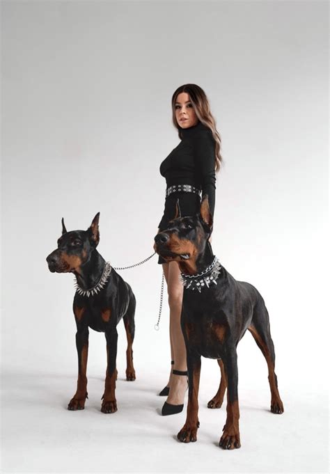 Doberman Dogs | Big Dogs Photoshoot