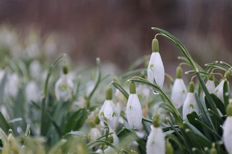 Blommor Snödroppe Vita Gratis foto på Pixabay